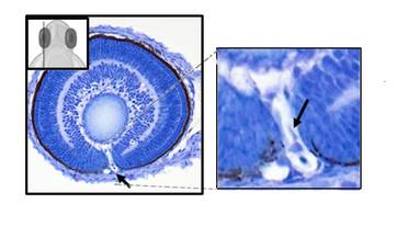 Study: Zebrafish Model Helps Explain Eye Development image