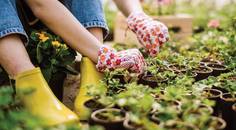 The Best Things in Life Are Free and so Is Company Culture