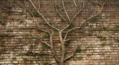 The Premium IOL Decision Tree