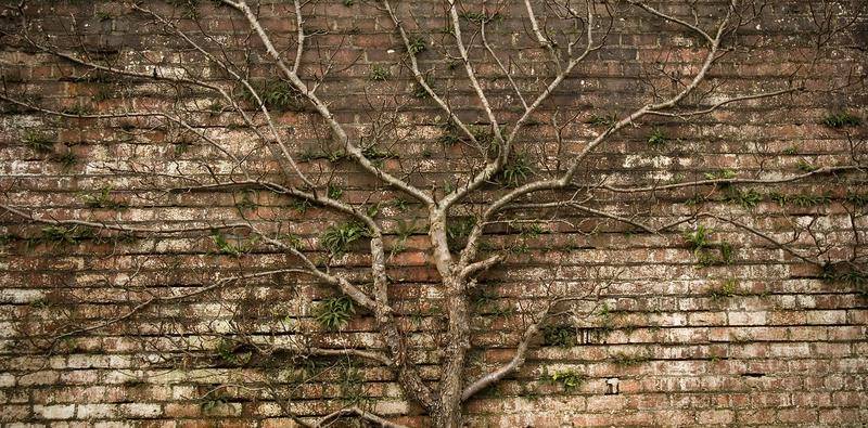 The Premium IOL Decision Tree