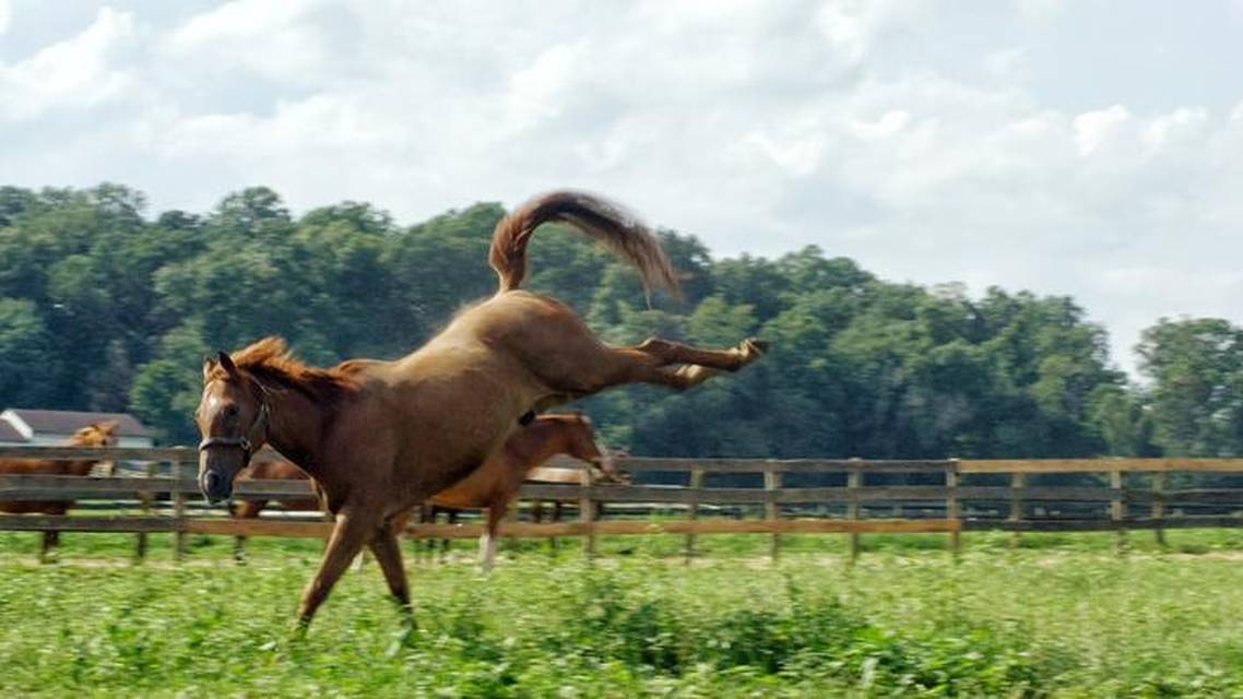 Blame the Horse