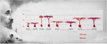 Cell Types in the Eye Have Ancient Evolutionary Origins image