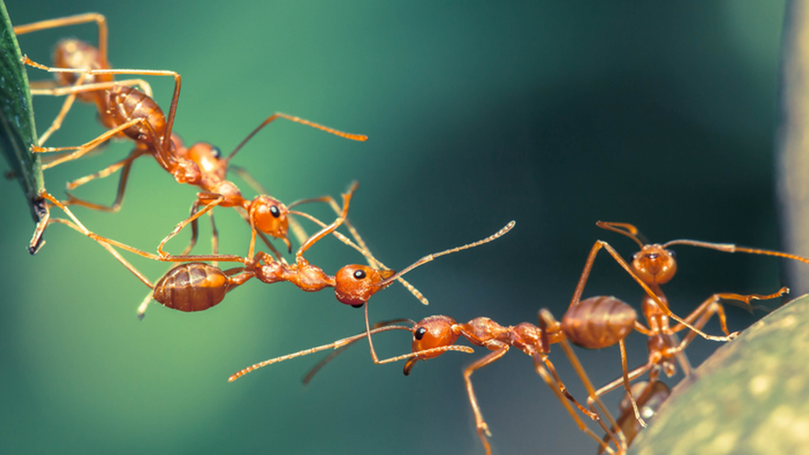 Lessons From the Animal Kingdom