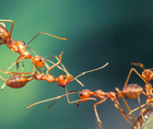 Lessons From the Animal Kingdom