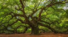 The RLE Decision Tree