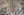 Figure 2. A leopard in the Thornybush Game Reserve.
Courtesy of Stephanie Lin, daughter of David T.C. Lin, MD, FRCSC