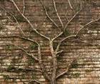The Premium IOL Decision Tree