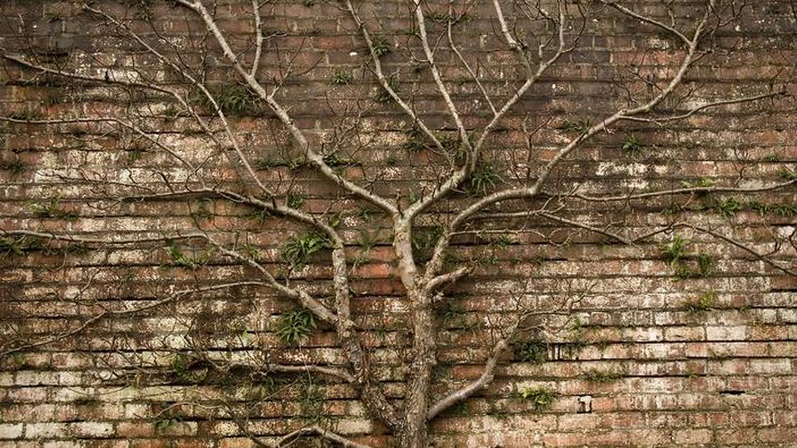 The Premium IOL Decision Tree