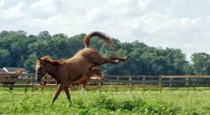 Blame the Horse
