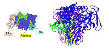 LSU Health Discovery May Open New Therapeutic Avenues for Degenerative Diseases of the Brain and Eye image