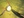 silguero_fg7