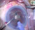 Rotary Chop