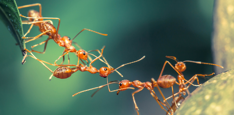 Lessons From the Animal Kingdom