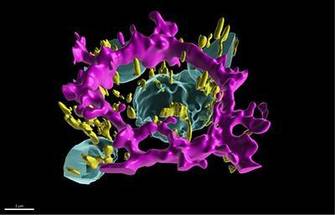 NIH Researchers Create First Digital Twin of Critical Eye Cells, Opening New Pathways for Vision Disease Therapies image