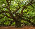 The RLE Decision Tree