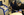 Figure 2. Dr. Toyos performs a SmartGraft procedure for hair transplantation. It can also be used for eyebrows and eyelashes.